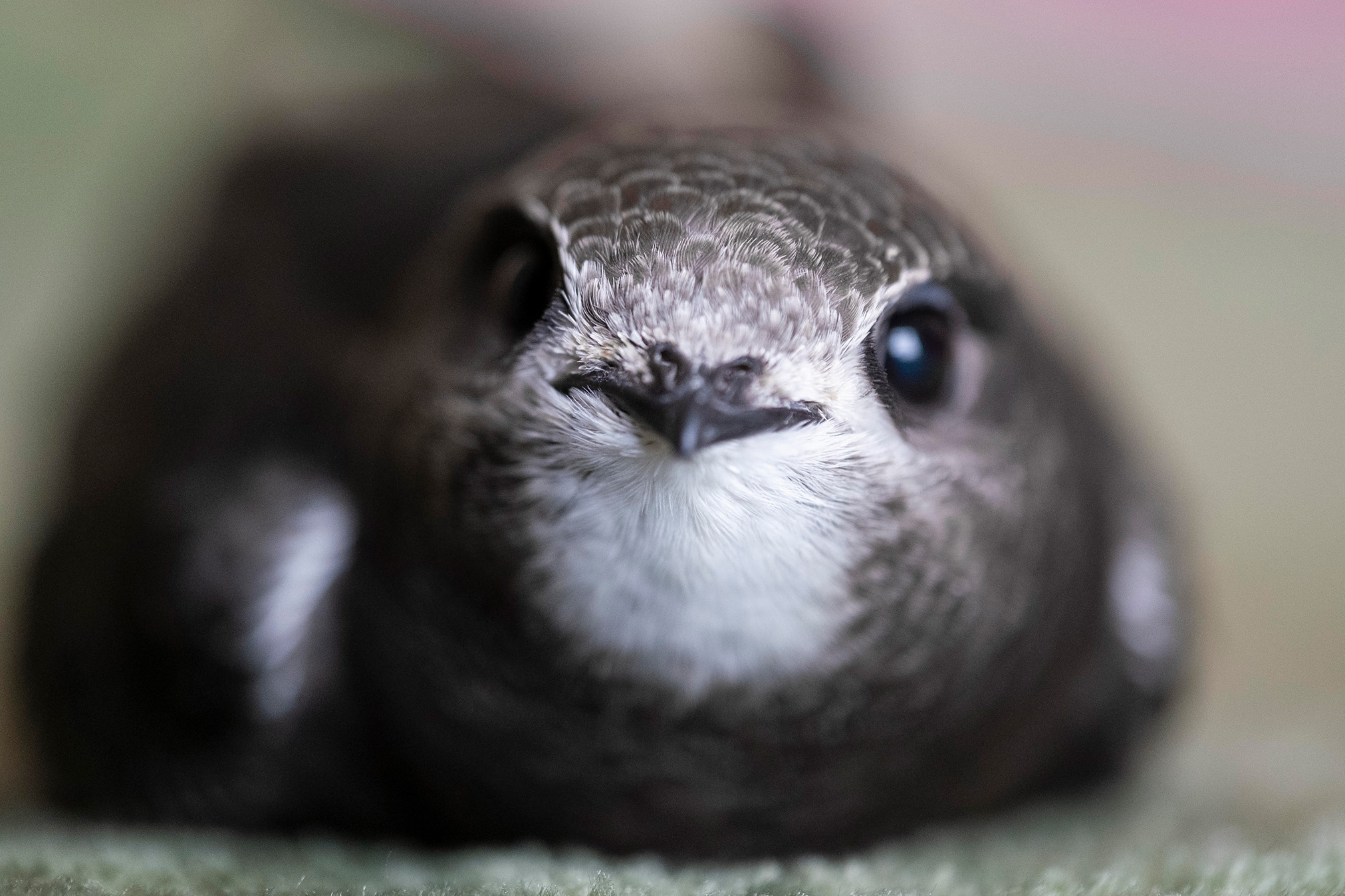 Aasta lind piiritaja : autor Sam Turley